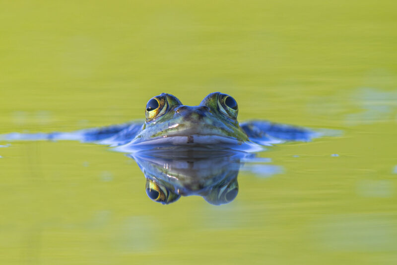 Wasserfrosch – Schau mir in die Augen Kleines