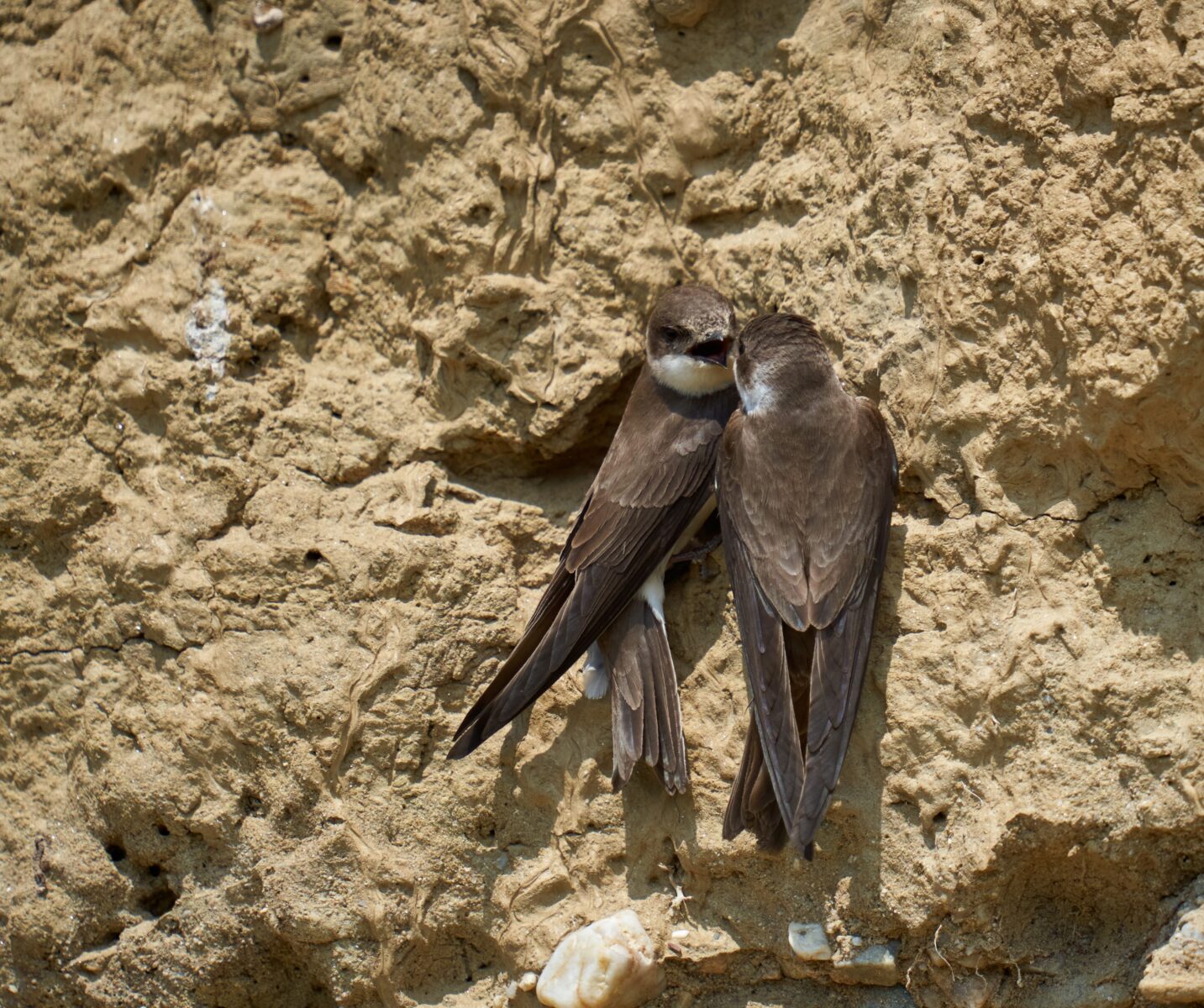 Biodiversität, Schwalben