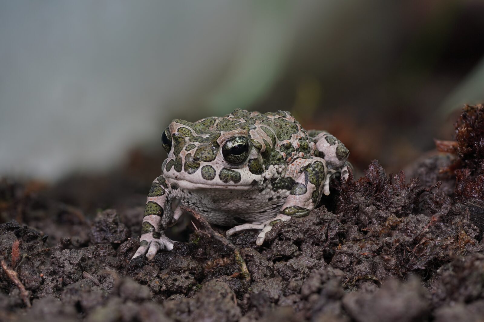 Biodiversität, Kröte