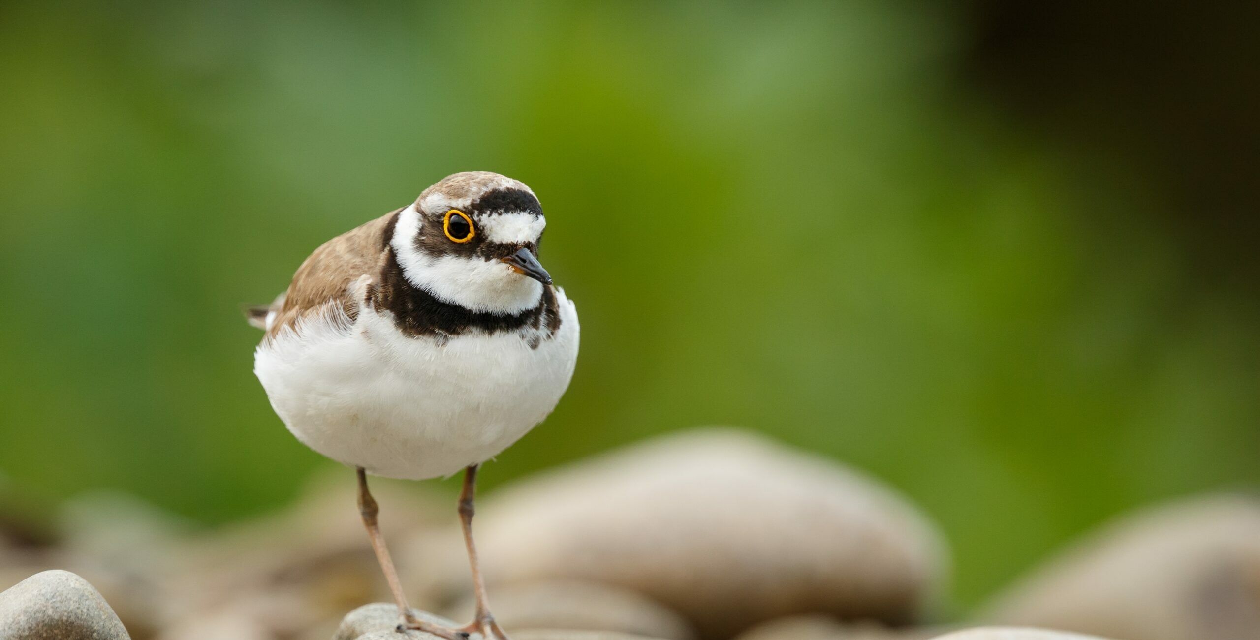 Biodiversität