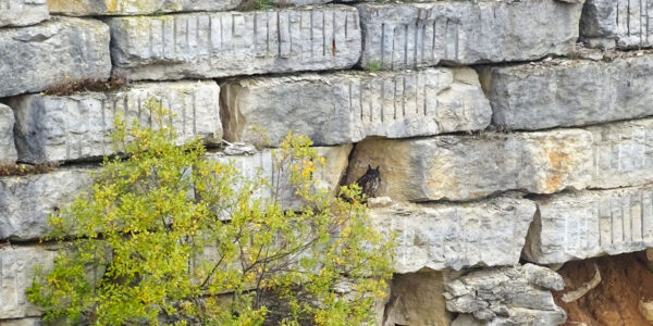 Neuer Lebensraum im Steinbruch Erkertshofen