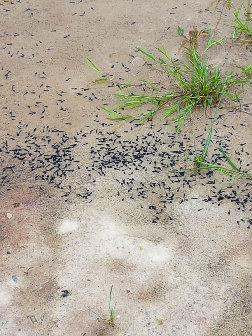 Nach der Umsetzung im Sommer wurden mehr als 10.000 Kaulquappen und Hüpferlinge der Kreuzkröte festgestellt