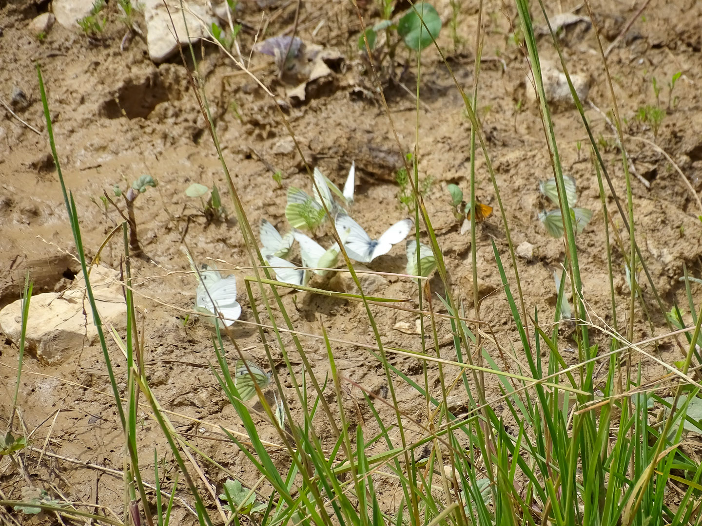 Magerflächen mit dem weißen Mauerpfeffer für den Apollofalter