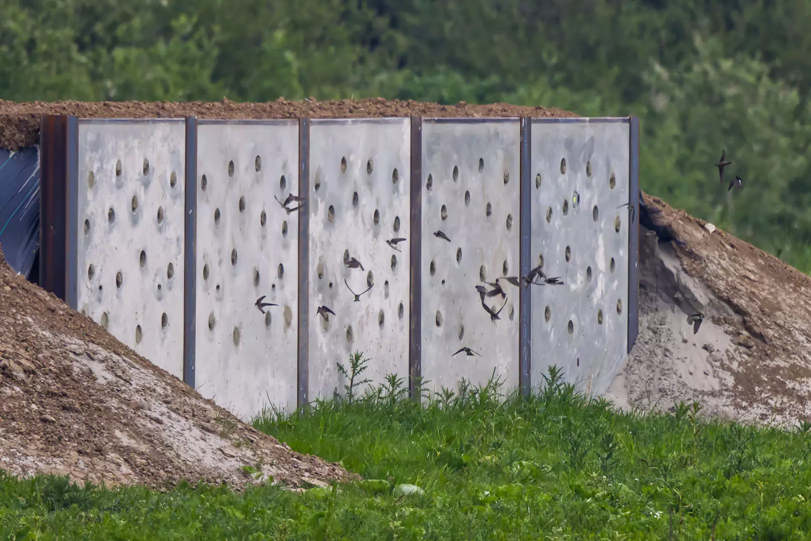 „Plattenbau” der anderen Art: Künstliche Steilwand aus Beton mit einer Vielzahl von Bohrlöchern als Nistplätze für Uferschwalben
