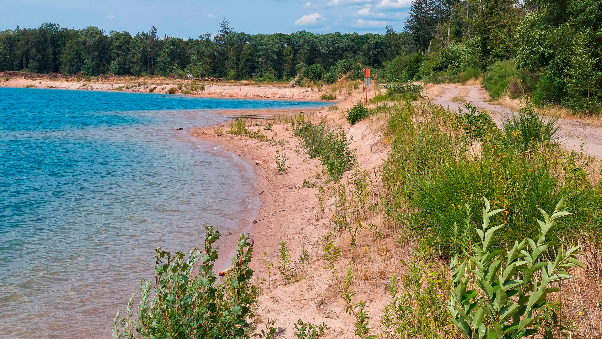 Westliche Dornschrecke und ihr klassischer Lebensraum am Baggersee Karlsdorf, sandige Uferzonen mit geringer Vegetationsentwicklung