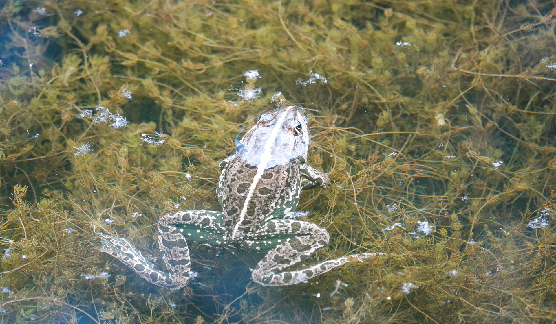 Erfolg! Neue Arten, wie beispielsweise hier der Seefrosch, sind eingewandert und konnten sich etablieren