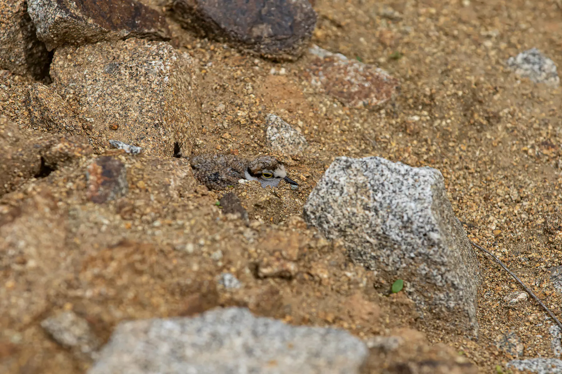 Flussregenpfeifer-Küken auf der temporär gestalteten Teilfläche
