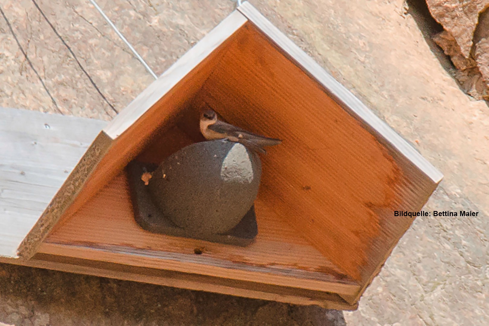 Künstliche Nisthilfen für Felsenschwalben mit mehrfachem Bruterfolg