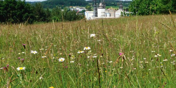 Die erfolgreiche „Umsiedlung“ von Magerrasen im Kalksteinbruch „Häselberg“