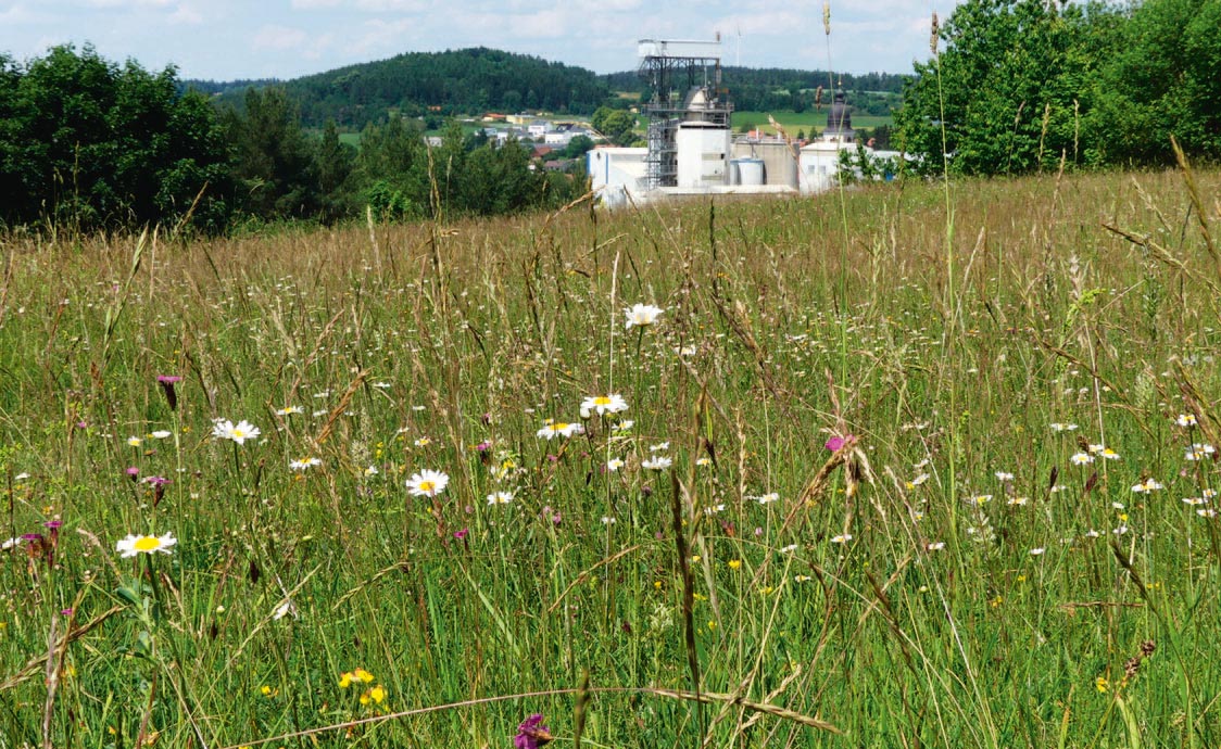 Die erfolgreiche „Umsiedlung“ von Magerrasen im Kalksteinbruch „Häselberg“