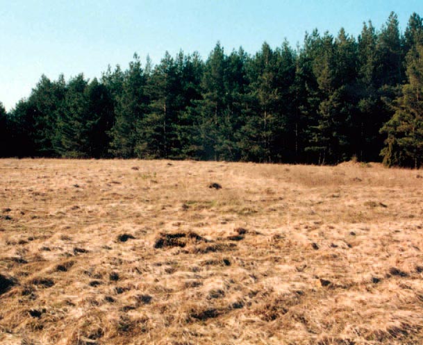 Verbrachte Magerrasenfläche am „Häselberg“ nachdurch geführter Entbuschung.