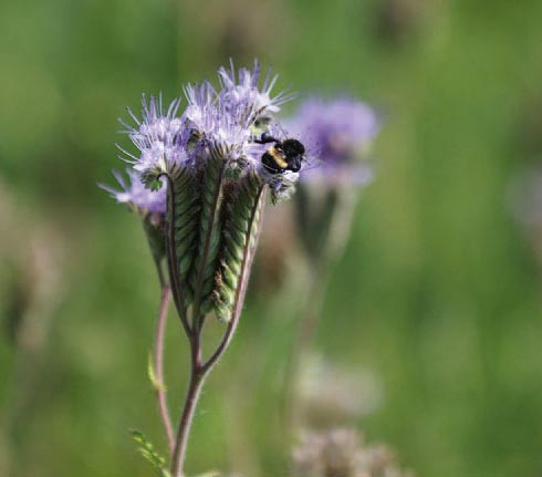 Gepflanzte Phacelia in Detailaufnahme mit Wildbienen.