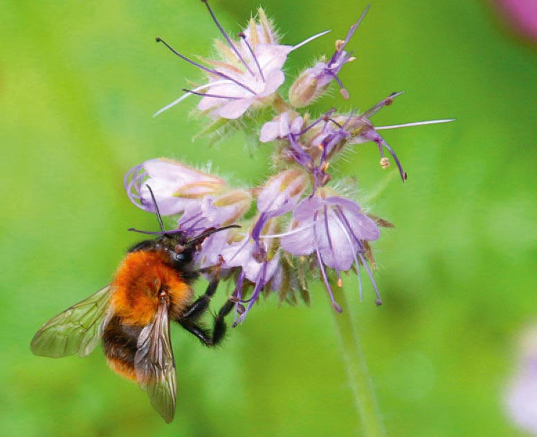 Teunesen summt … Wildbienen-Projekt