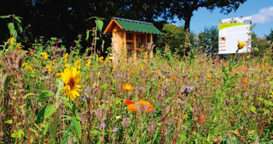 Durch die Einsaat der artenreichen Blumenwiesen wurden zusammen mit den Kindern wertvolle Verbesserungen für die Wildbienen erzielt.