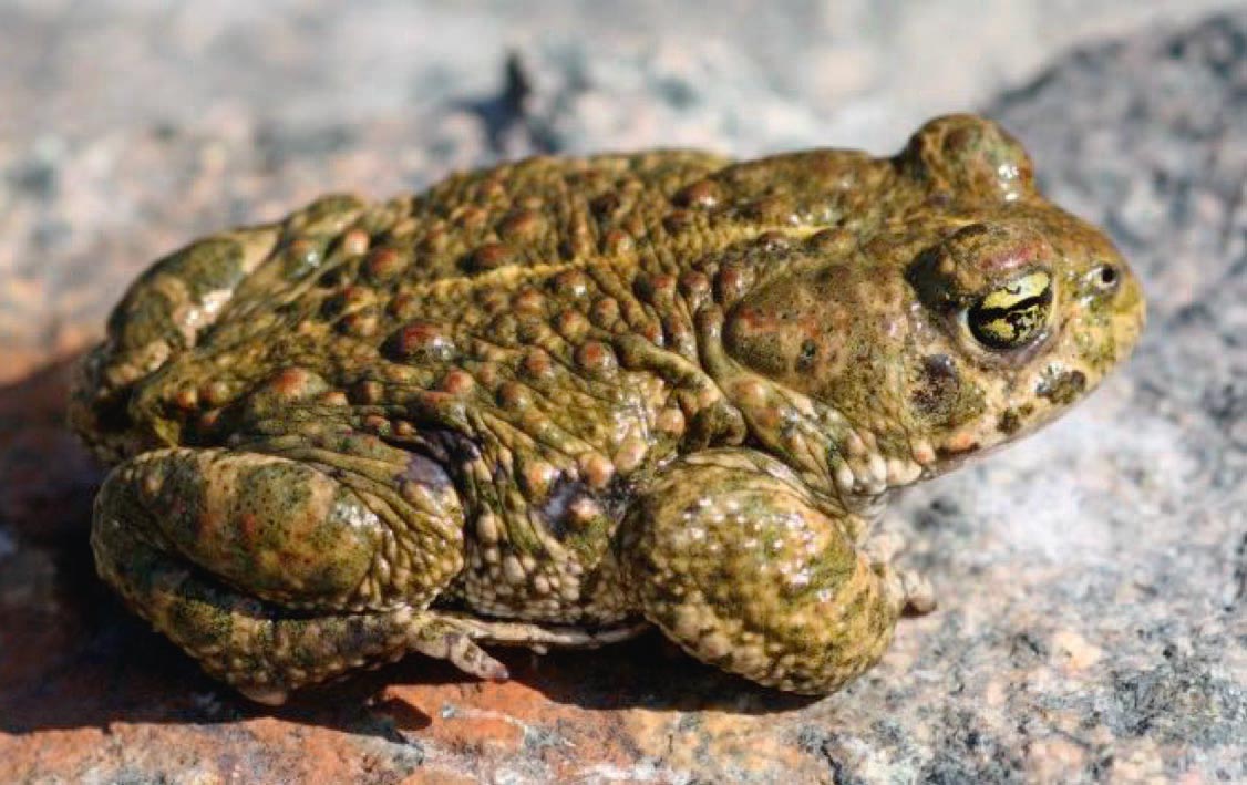 Gemeinsam einen Kompromiss finden – Naturschutz & Teilverfüllung koordinieren