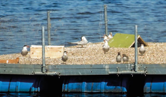 Brutfloß für Flussseeschwalben in der „Auenlandschaft Oberweser“.