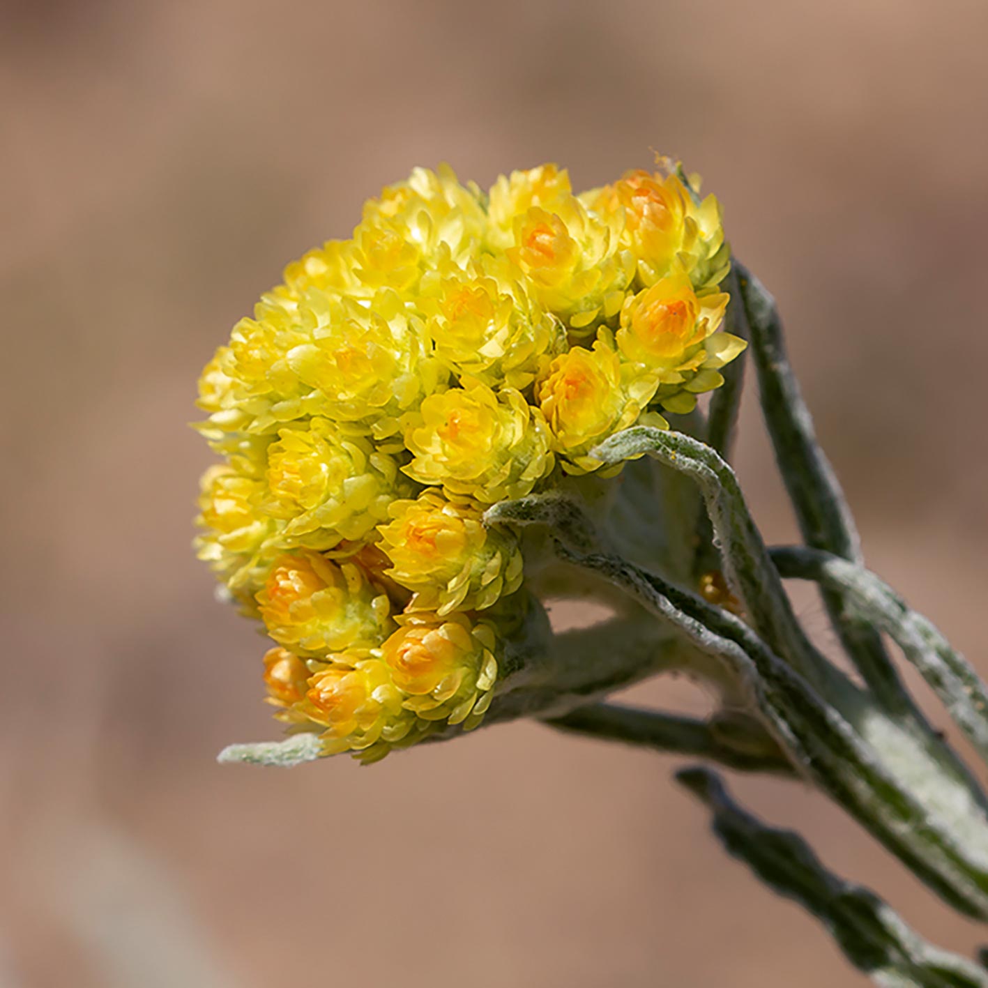 Eine Sandstrohblume – welch eine Wortwahl!